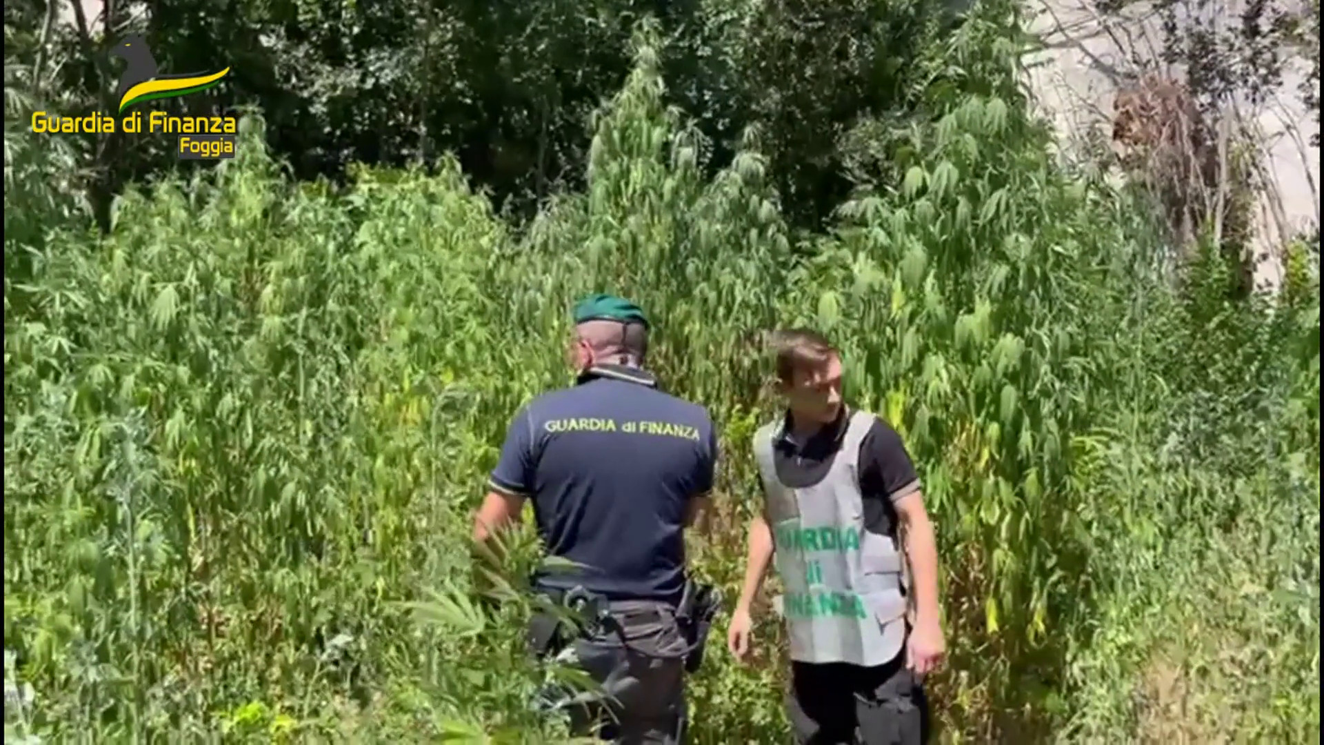 Foggia, scoperta piantagione di marijuana vicino alla stazione