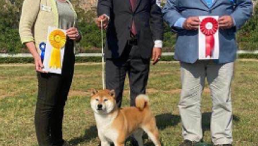 Shiba Inu allevato a Enna primo in Italia