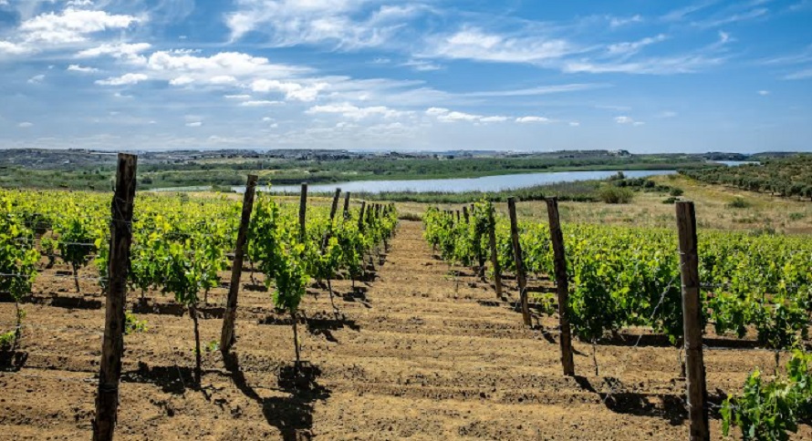 A Nicosia un viaggio sensoriale con l’assaggio di 5 vini