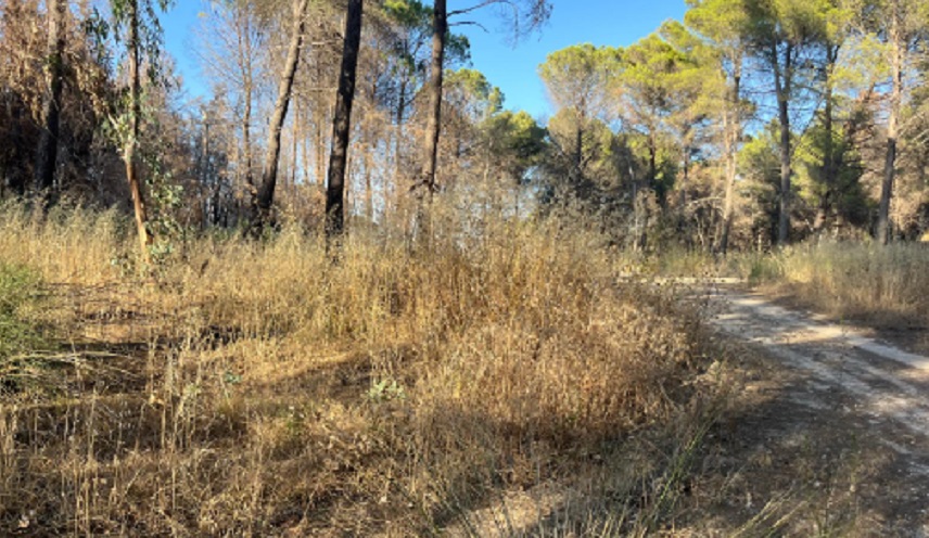 Parco Floristella, dopo l’incendio poco o nulla (FOTO)