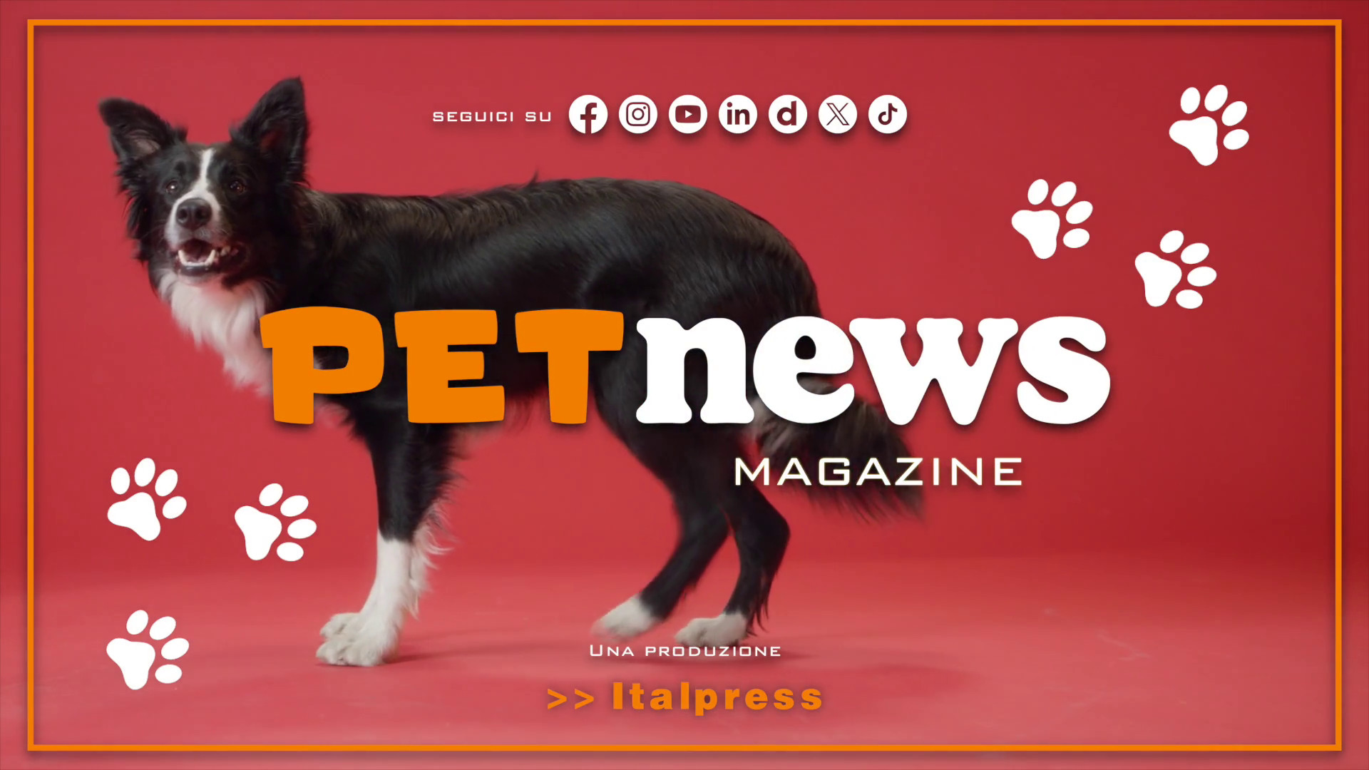 PetNews Magazine – 29/10/2024