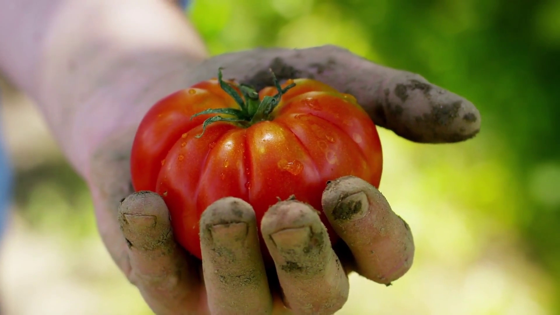 Agricoltura, crescono le coperture assicurative per il bio