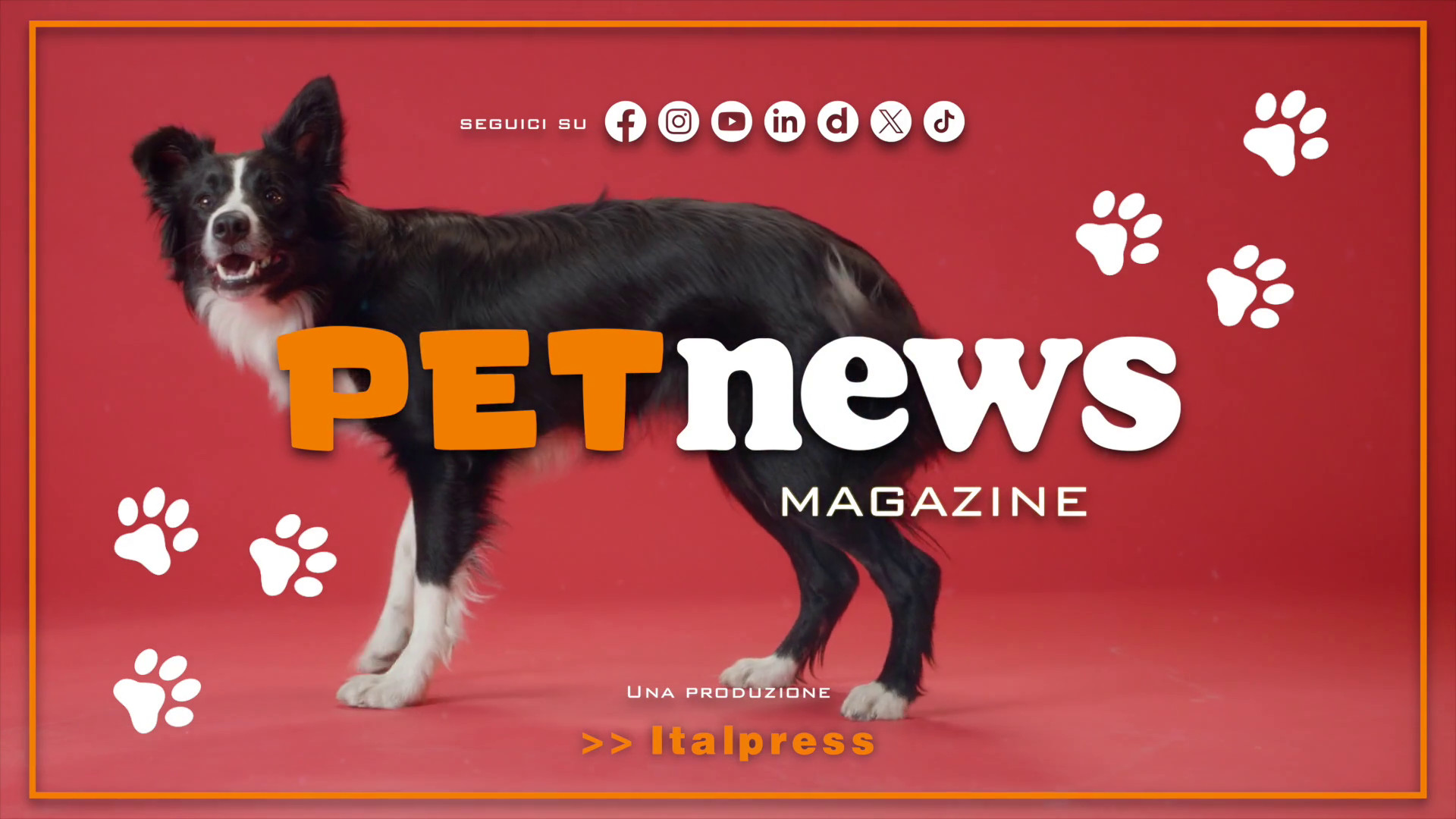 PetNews Magazine – 24/12/2024