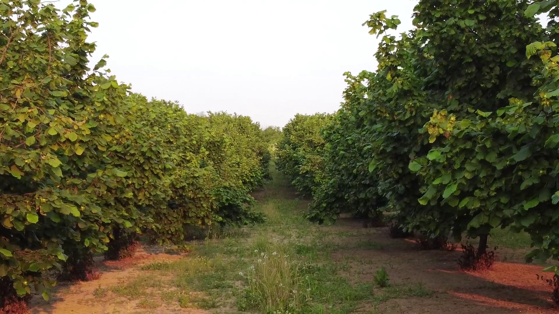 In calo le superfici agricole coltivate a ortofrutta