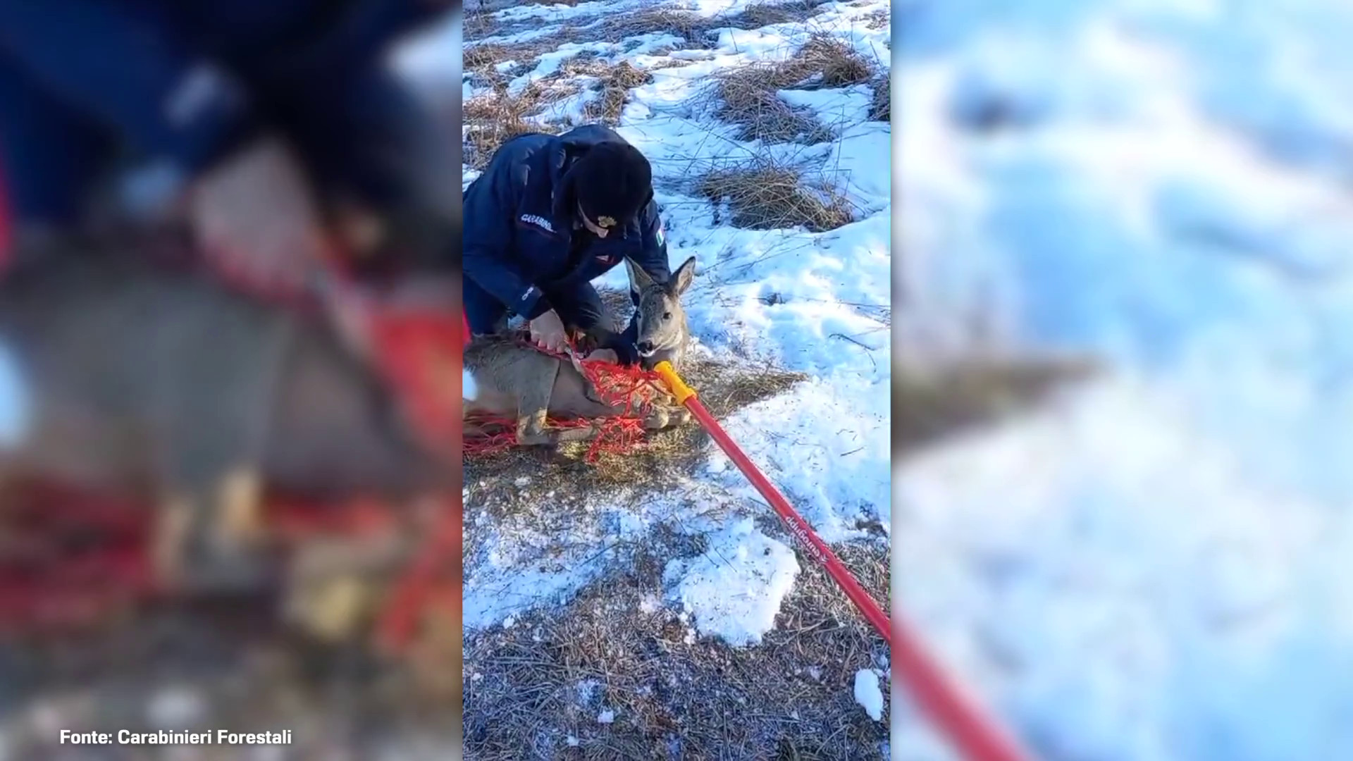 Un capriolo finisce nella rete di una pista da sci, le immagini