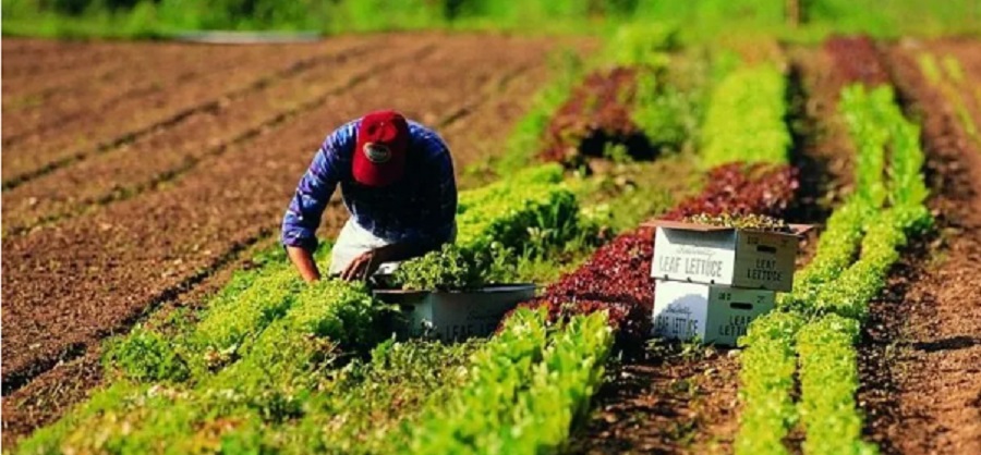 Promozione dei prodotti agricoli, 2 milioni dalla Regione