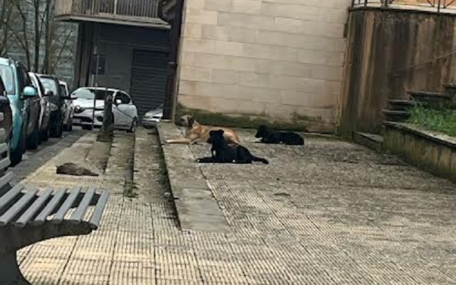 Allarme randagismo a Enna alta, “3 cani hanno sbranato un gatto”